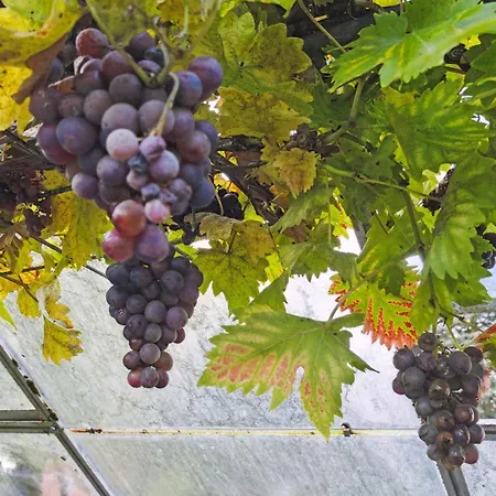 مزرعة للإقامة 580 M2 Countryside Idyll With Activity